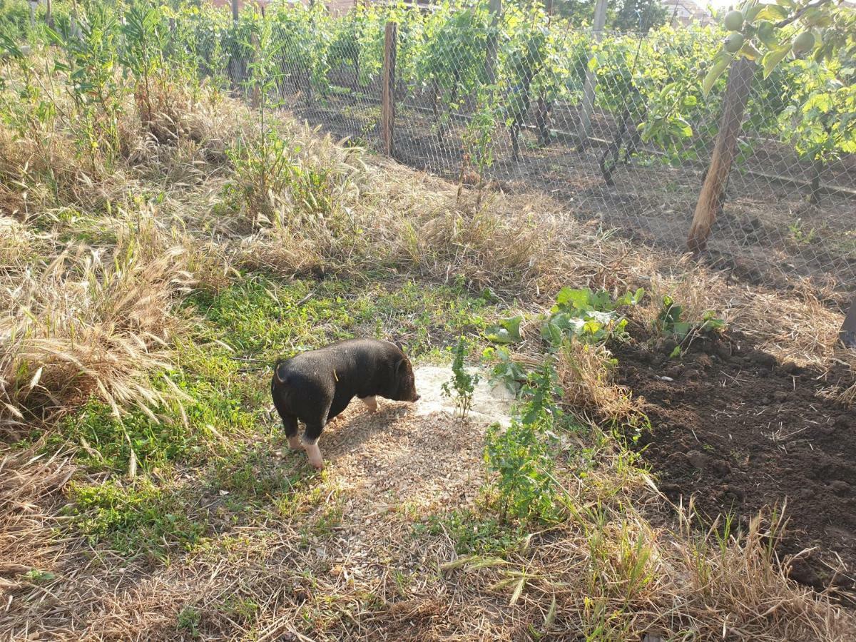 Penzion Jako Vino Bulhary Εξωτερικό φωτογραφία